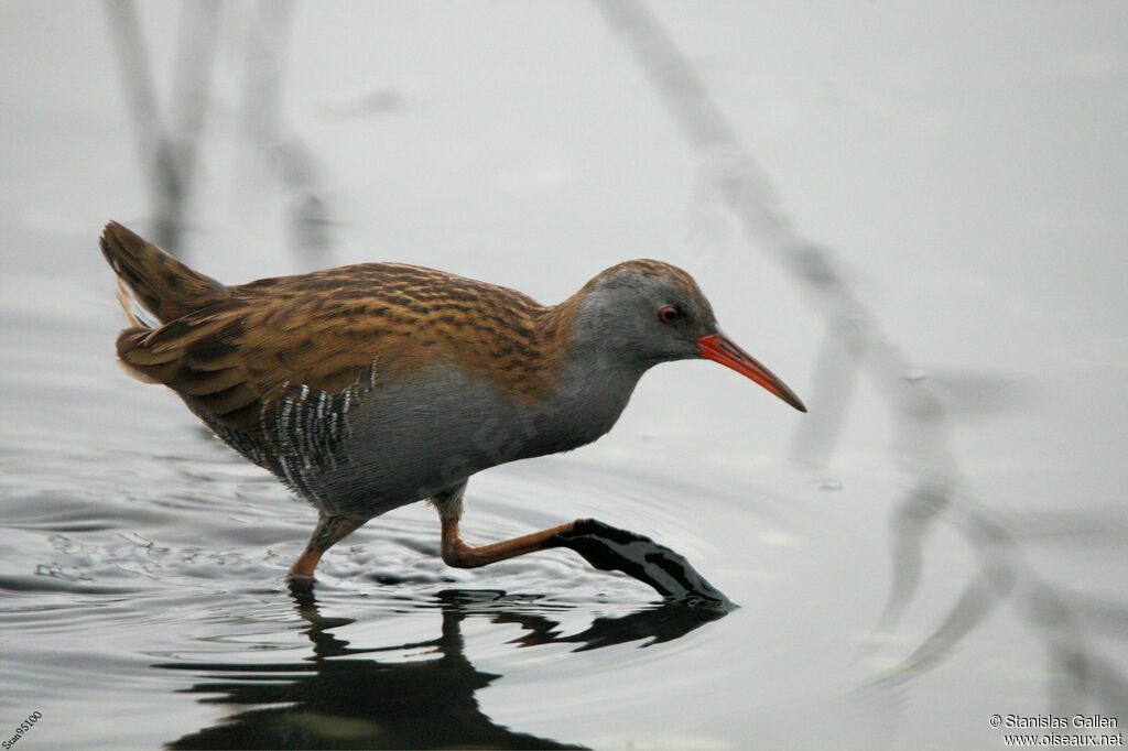 Water Rail