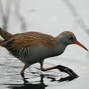 Water Rail