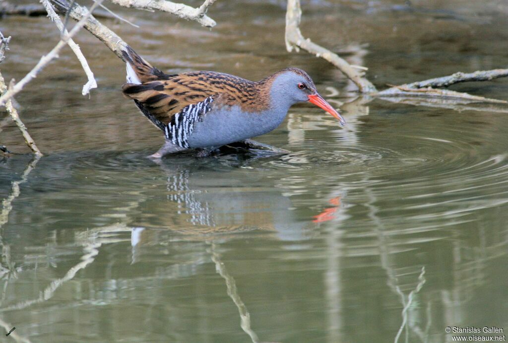 Water Rail