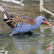 Water Rail