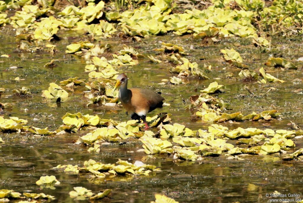 Grey-cowled Wood Railadult breeding, walking, fishing/hunting