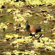 Grey-necked Wood Rail