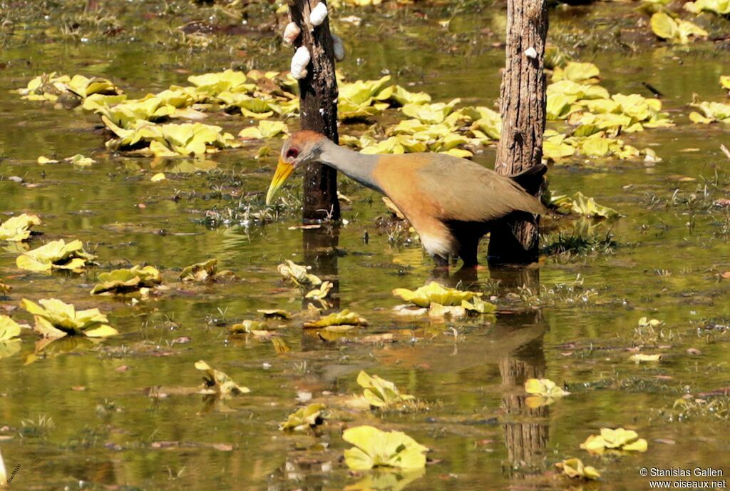 Grey-necked Wood Rail, walking, fishing/hunting