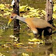 Grey-necked Wood Rail