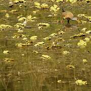 Grey-cowled Wood Rail