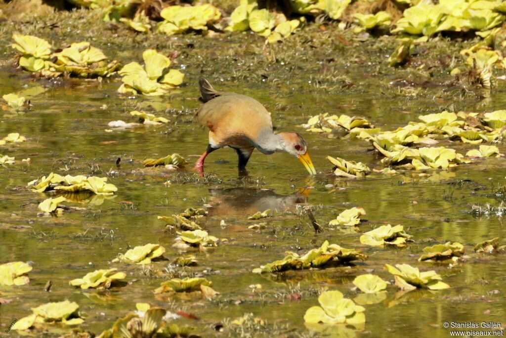 Grey-necked Wood Railadult, walking, fishing/hunting