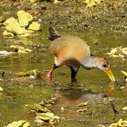 Grey-necked Wood Rail