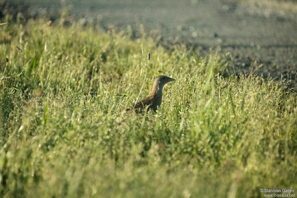 Corn Crake male adult breeding, walking