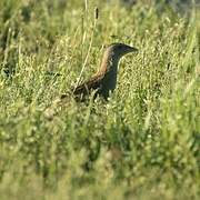 Corn Crake