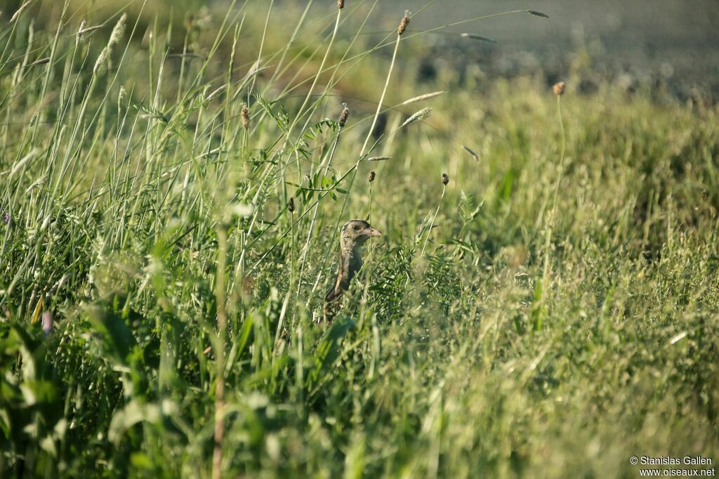 Corn Crake male adult breeding