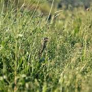 Corn Crake