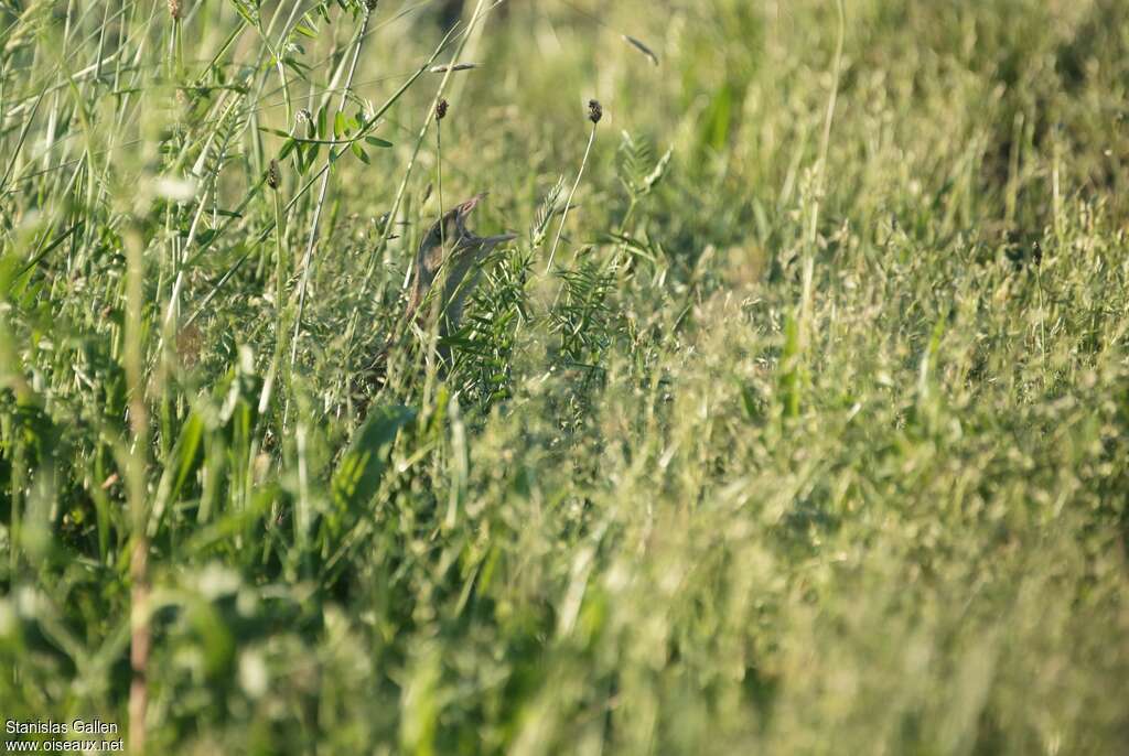 Corn Crakeadult breeding, close-up portrait, song