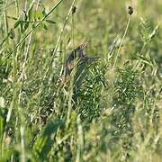 Corn Crake