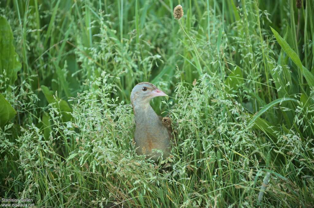 Corn Crake male adult breeding, habitat, Behaviour