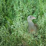 Corn Crake