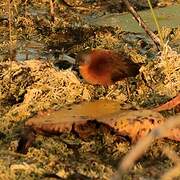 Ruddy Crake