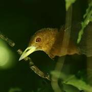 Red-necked Crake