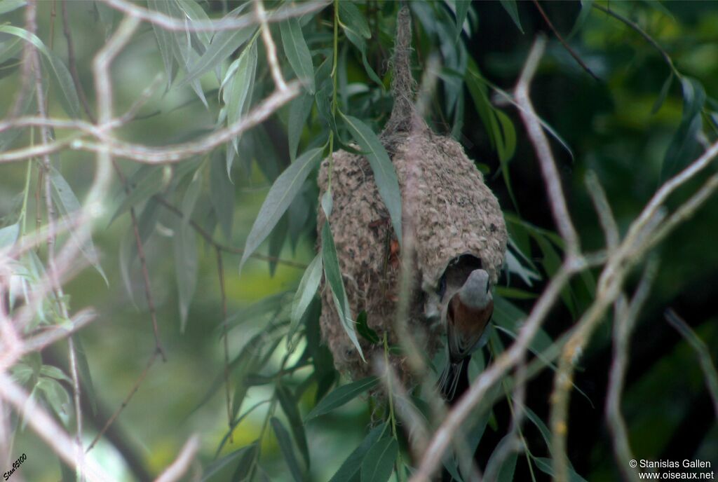 Eurasian Penduline Titadult breeding, habitat, Reproduction-nesting