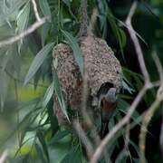 Eurasian Penduline Tit