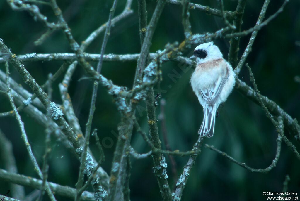 Eurasian Penduline Titadult breeding