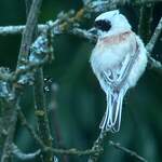 Rémiz penduline