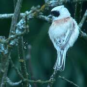 Eurasian Penduline Tit