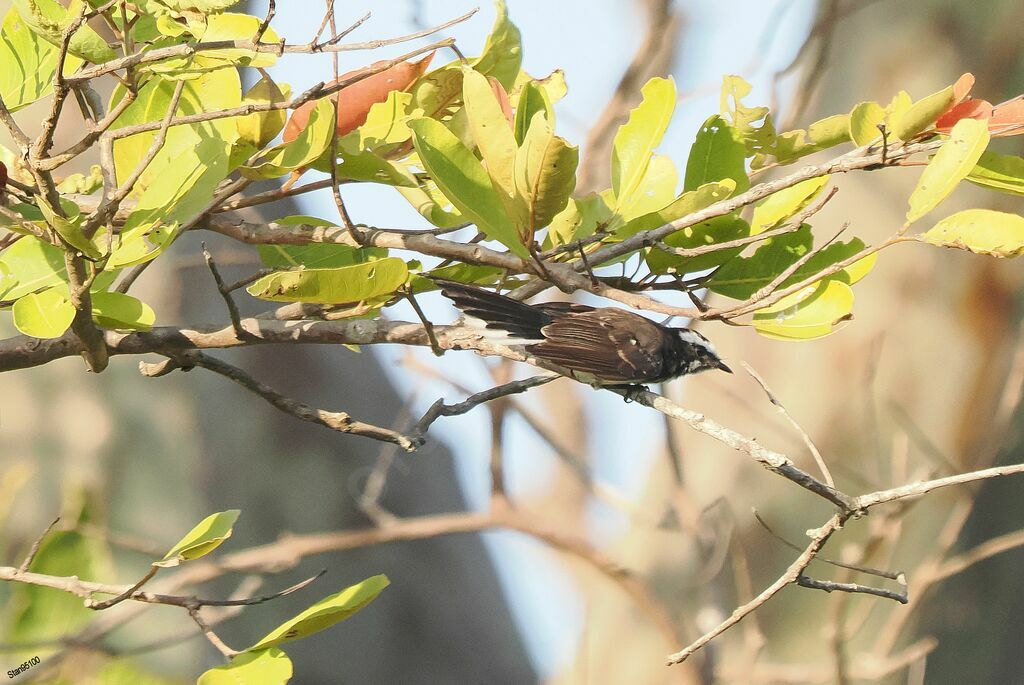 White-browed Fantailadult breeding