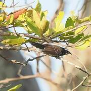 White-browed Fantail