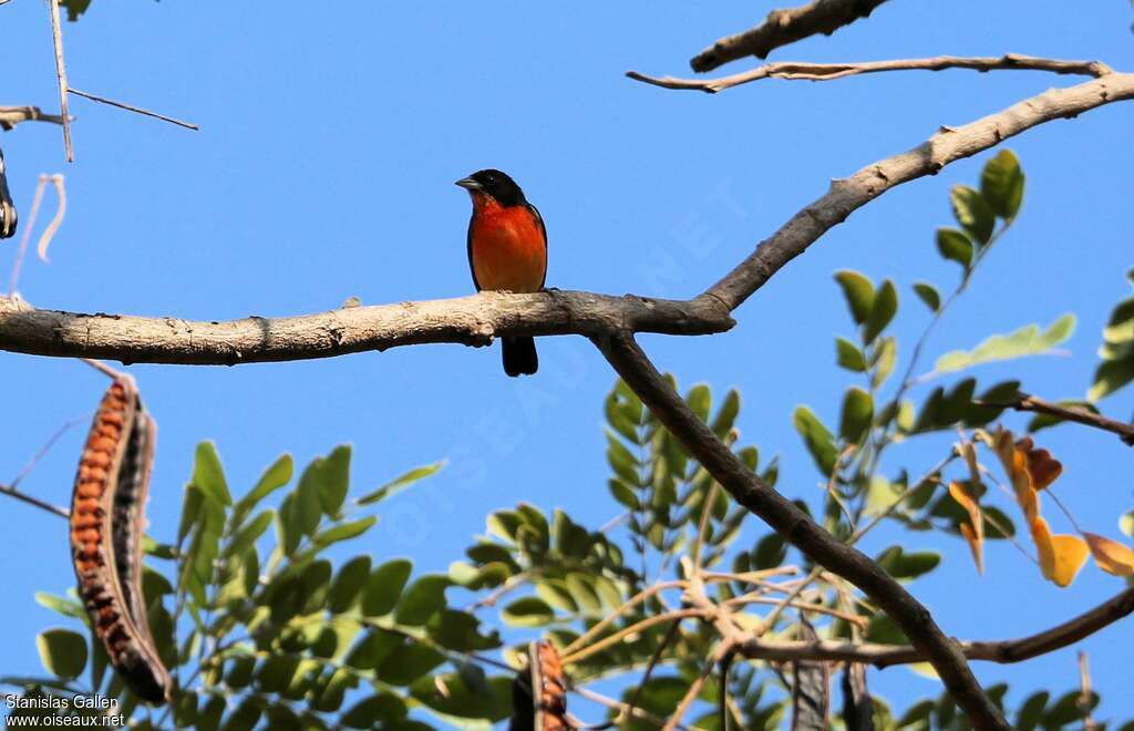 Crimson-breasted Finch male adult, habitat, pigmentation, Behaviour