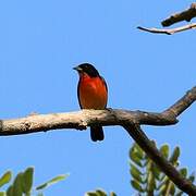 Crimson-breasted Finch