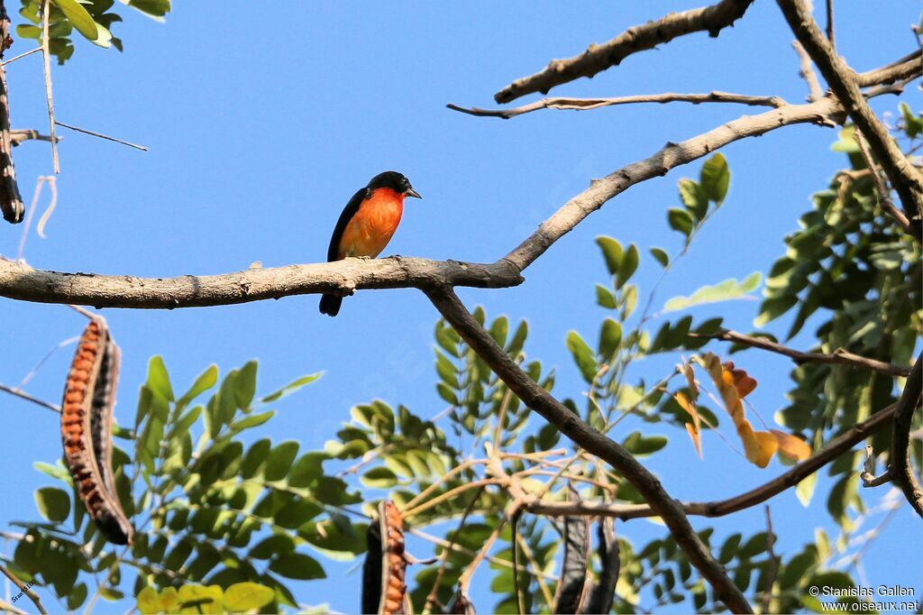 Crimson-breasted Finch male adult