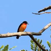 Crimson-breasted Finch