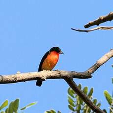 Rhodospingue ponceau