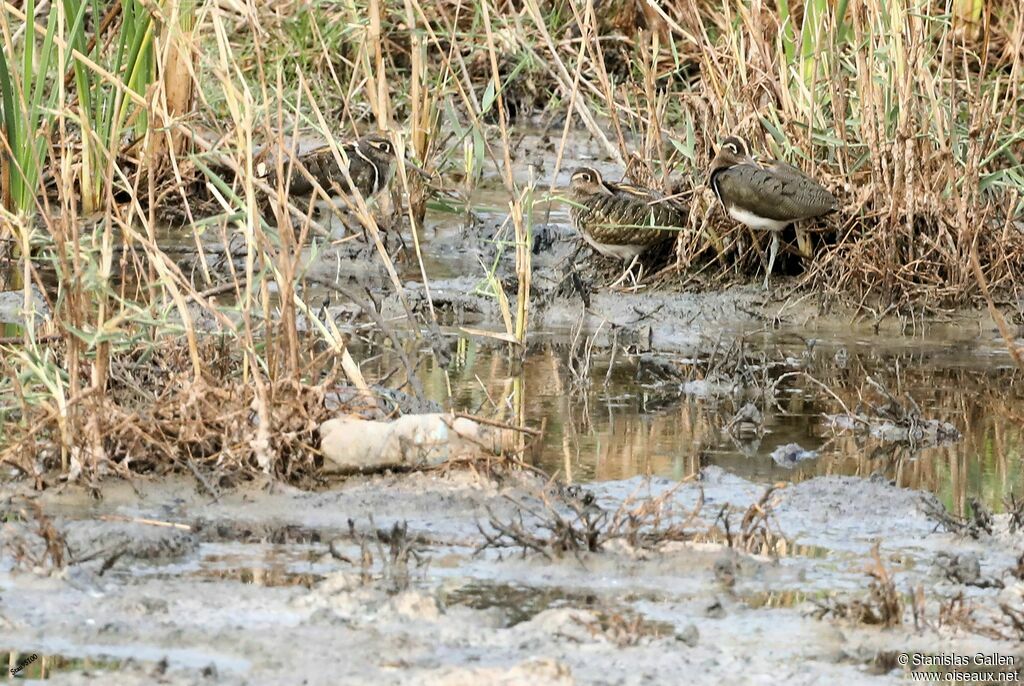 Greater Painted-snipeadult