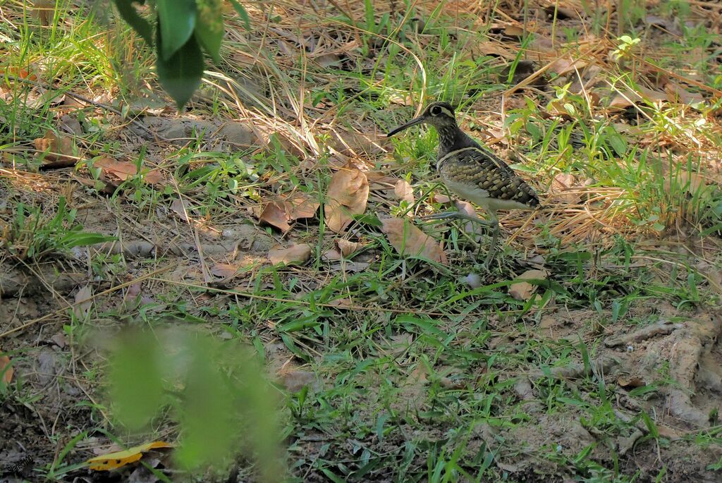 Greater Painted-snipe male adult