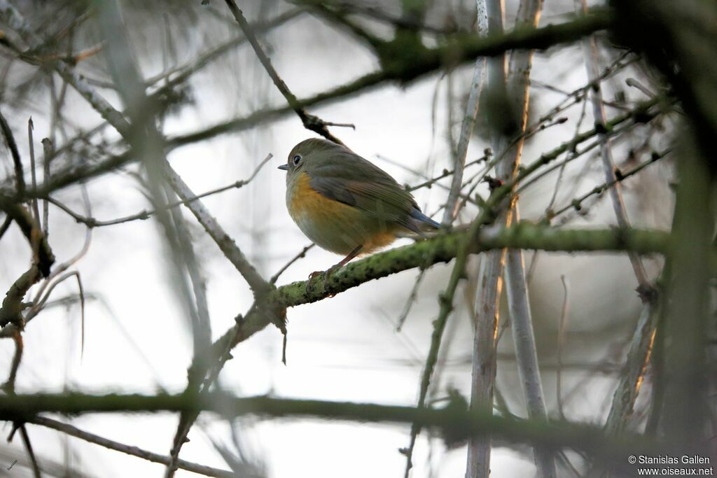 Red-flanked Bluetailadult transition