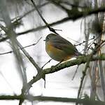 Robin à flancs roux