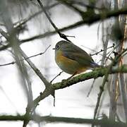 Red-flanked Bluetail