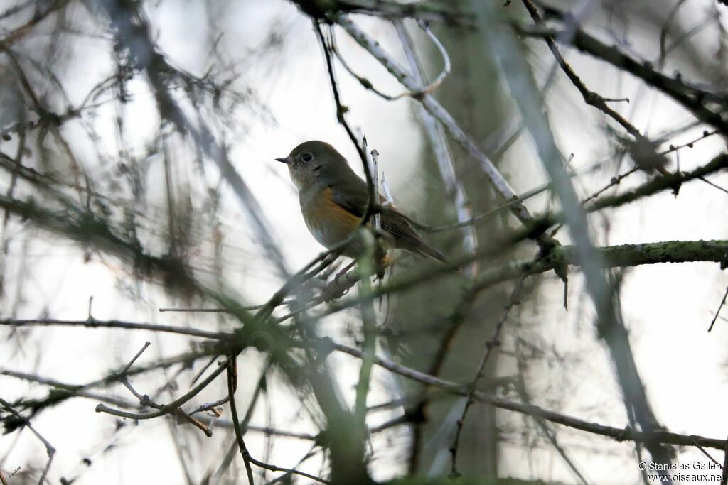 Robin à flancs roux