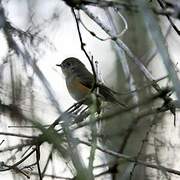 Robin à flancs roux