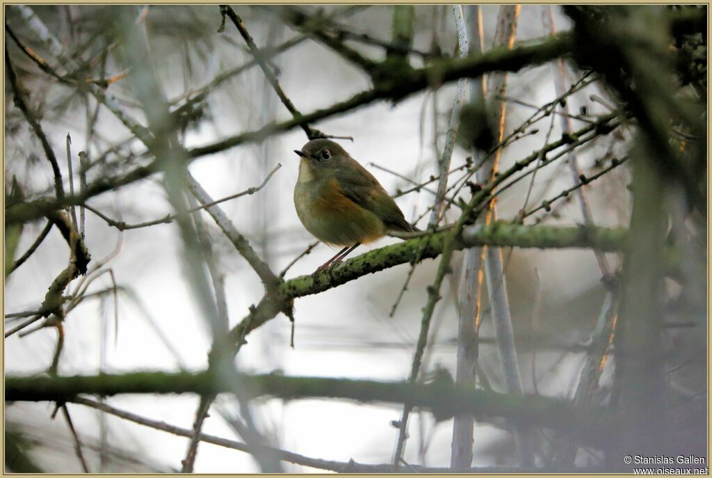 Robin à flancs roux