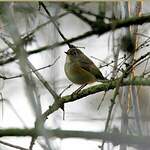 Robin à flancs roux