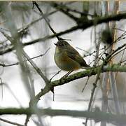 Red-flanked Bluetail