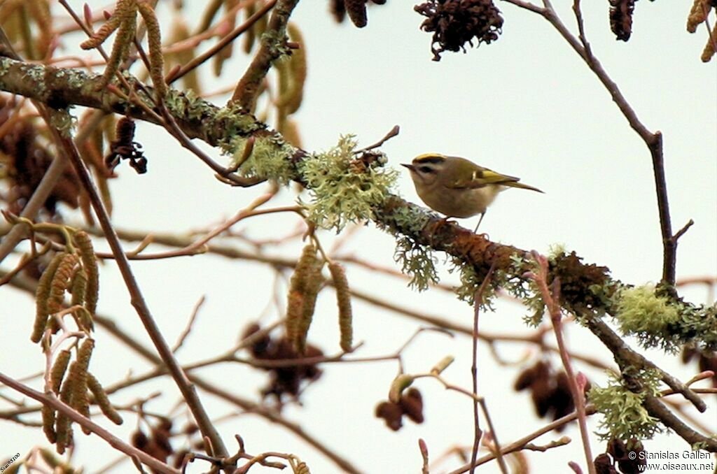 Golden-crowned Kingletadult post breeding