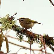 Roitelet à couronne dorée