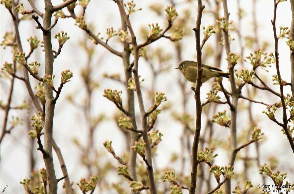 Ruby-crowned Kinglet