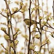 Roitelet à couronne rubis