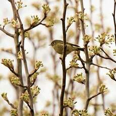 Roitelet à couronne rubis