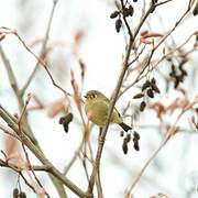 Roitelet à couronne rubis