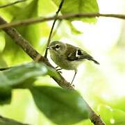 Madeira Firecrest